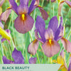 Packaging of Taylors Black Beauty Dutch Iris with purple flowers and green text.