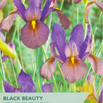 Packaging of Taylors Black Beauty Dutch Iris with purple flowers and green text.