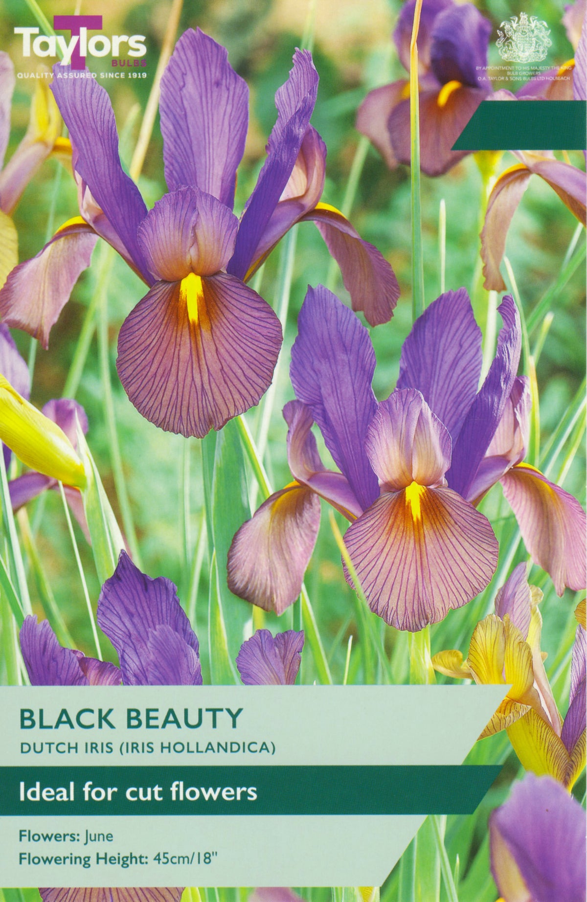Packaging of Taylors Black Beauty Dutch Iris with purple flowers and green text.