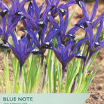 Taylors Bulbs Blue Note Iris Reticulata packaging with purple flowers and green text.