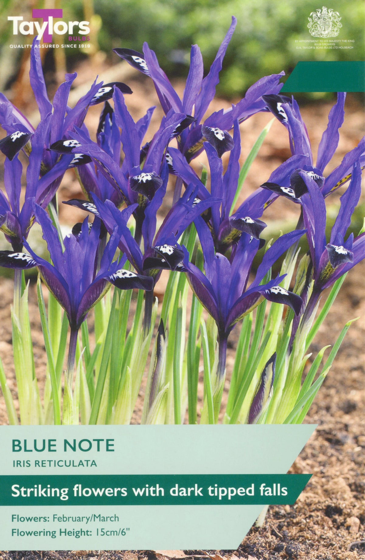 Taylors Bulbs Blue Note Iris Reticulata packaging with purple flowers and green text.