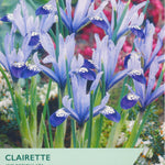 Iris reticulata ‘Clairette’