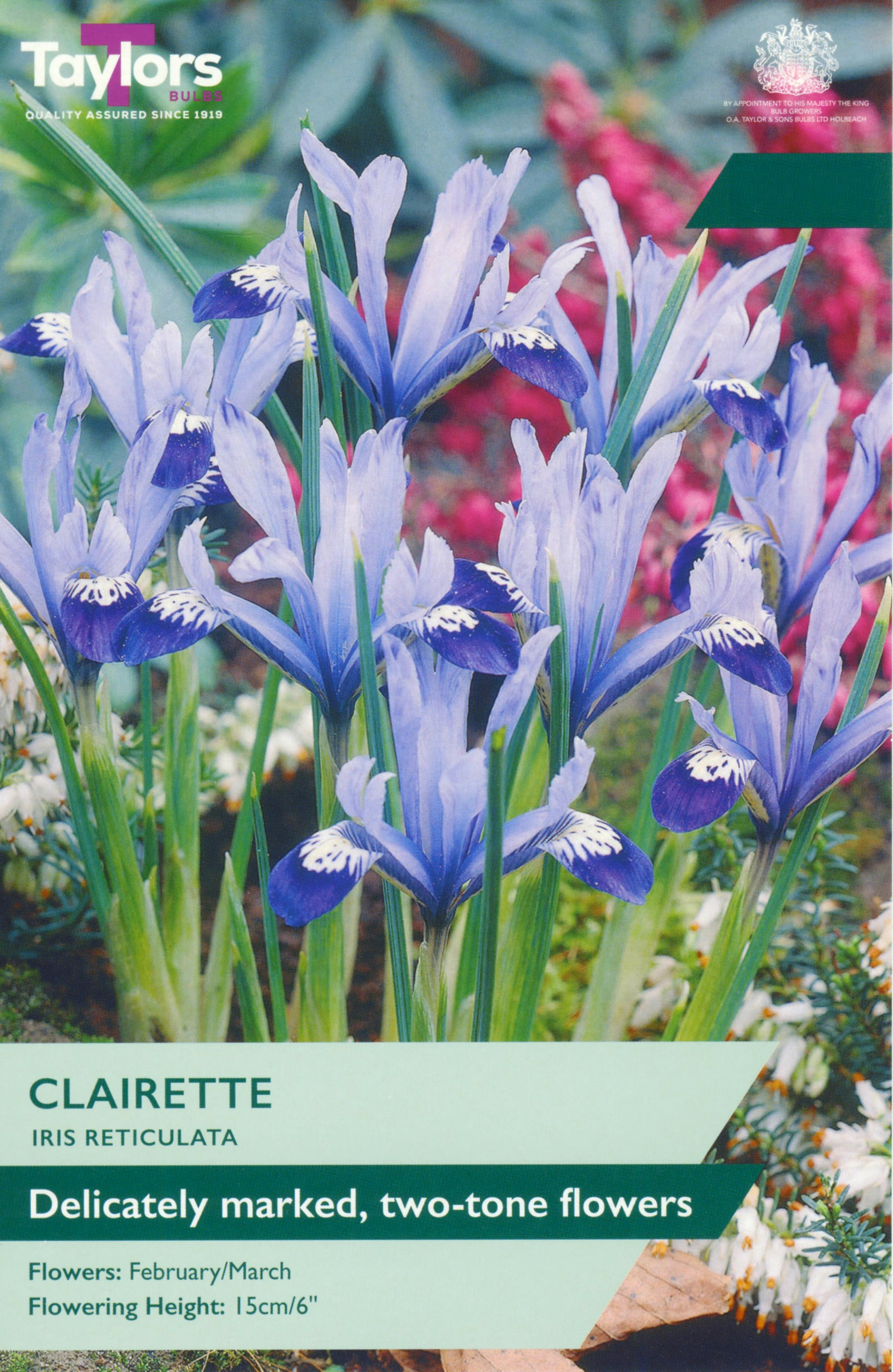 Iris reticulata ‘Clairette’