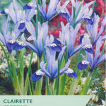 Iris reticulata flowers with 'Taylors' branding on a packaging background