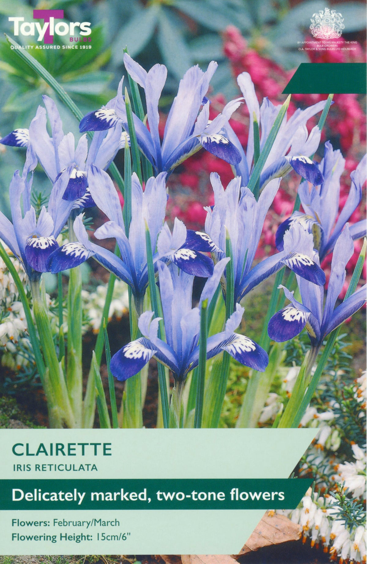 Iris reticulata flowers with 'Taylors' branding on a packaging background