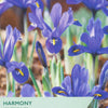 Packaging of Taylors Iris Reticulata with purple flowers and branding.