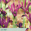 Iris reticulata flowers with a label from Taylors Seeds.
