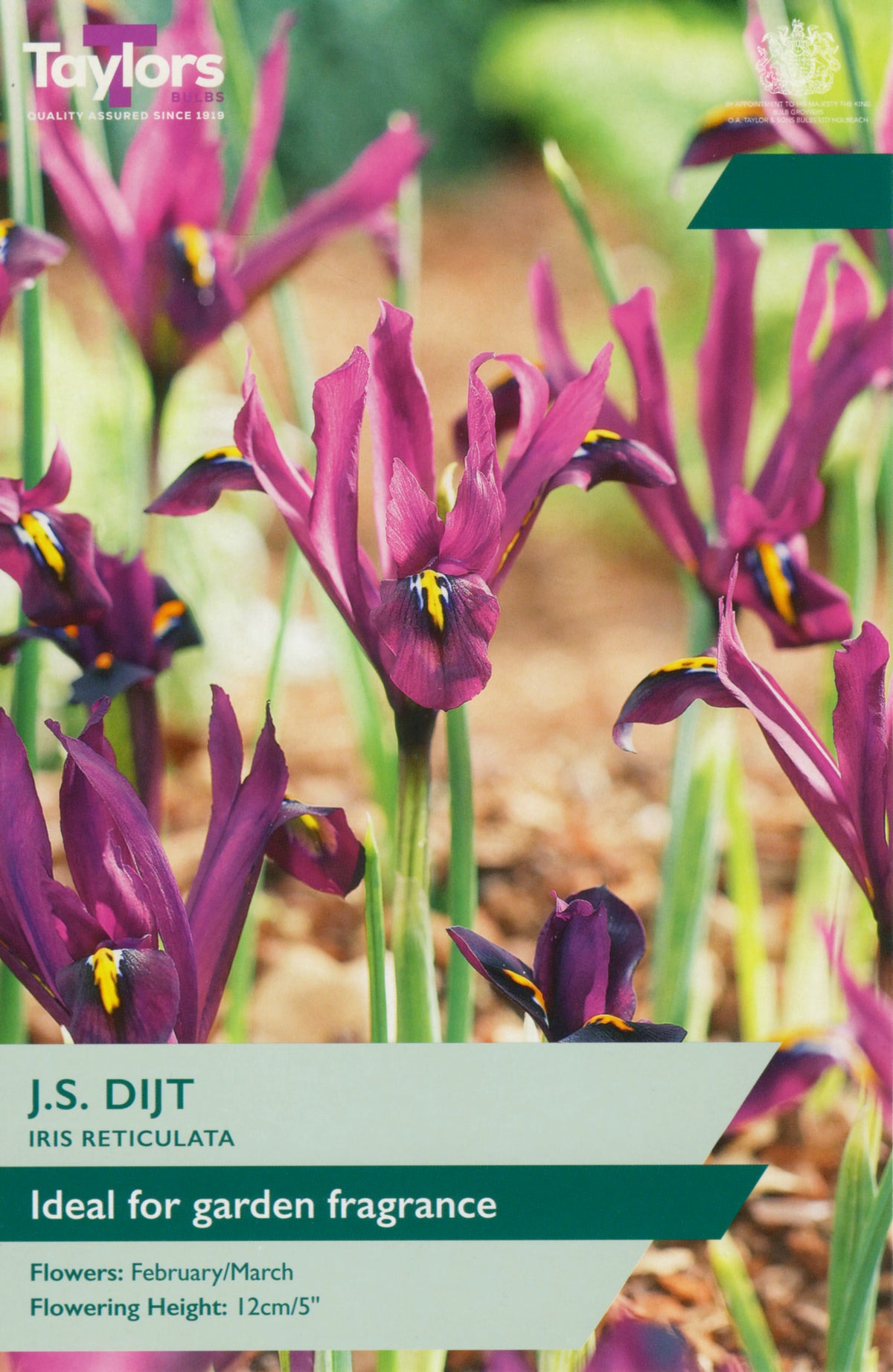 Iris reticulata flowers with a label from Taylors Seeds.