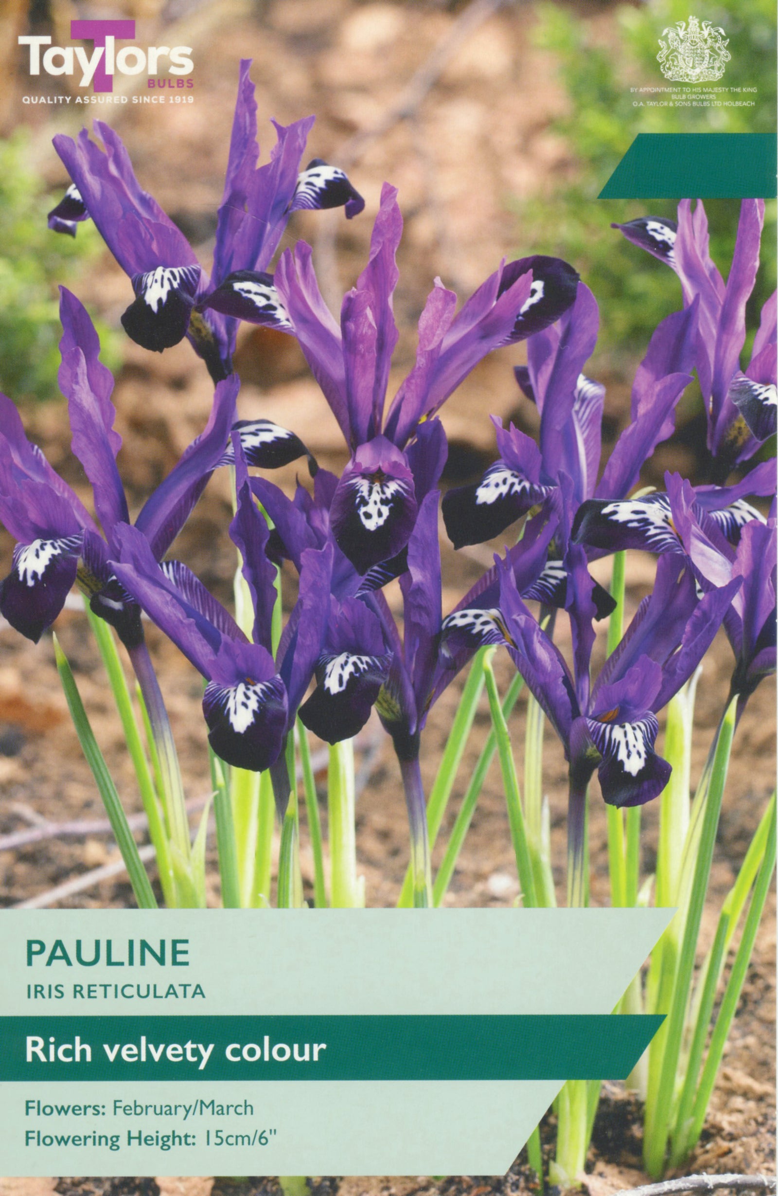 Iris reticulata ‘Pauline’