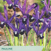 Iris reticulata 'Pauline' with packaging details on a blurred natural background
