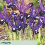 Iris reticulata 'Pauline' with packaging details on a blurred natural background