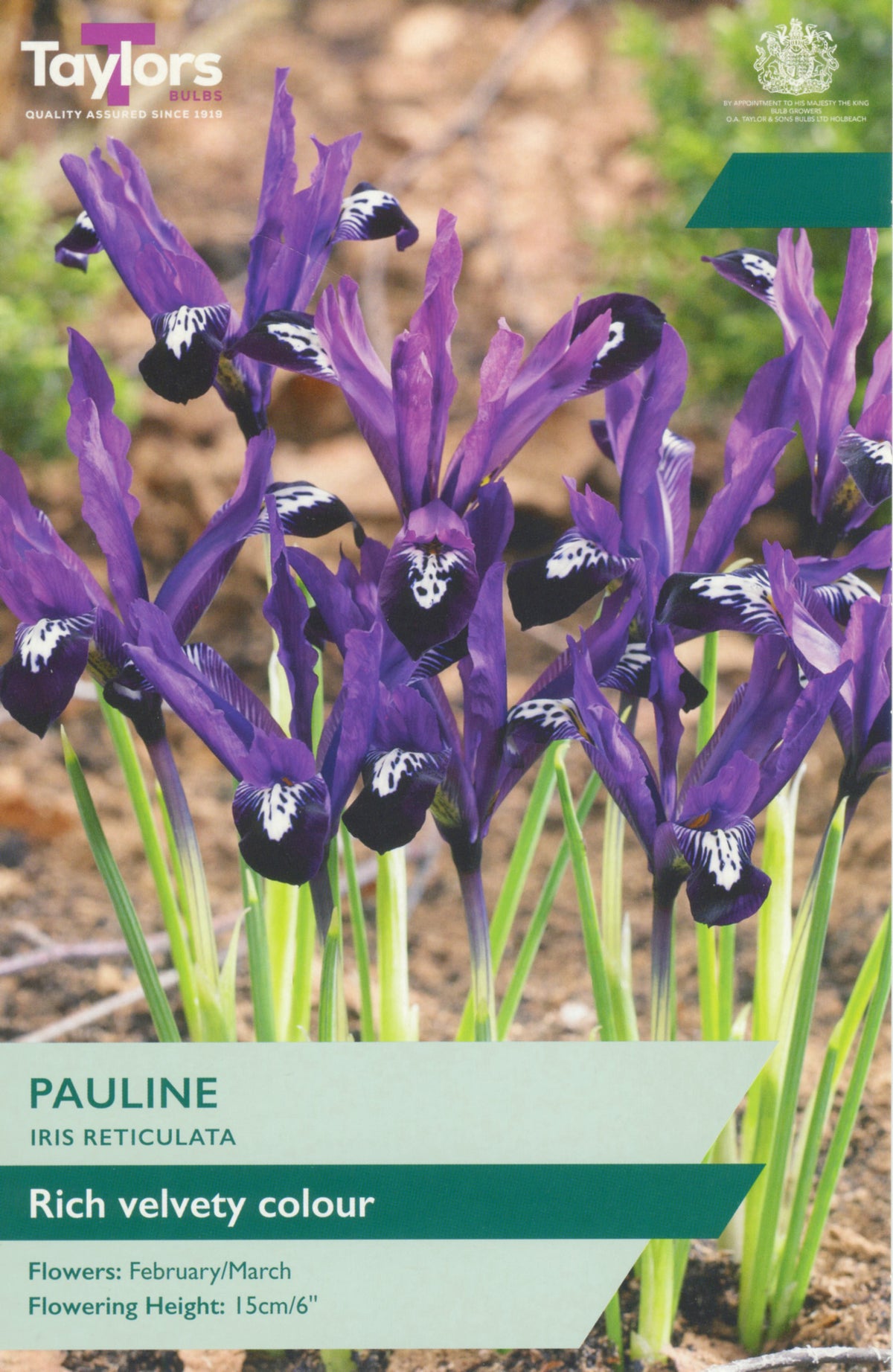 Iris reticulata 'Pauline' with packaging details on a blurred natural background