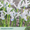 Taylor's Frozen Planet Iris reticulata seed packet with white flowers and green text.