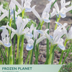 Taylor's Frozen Planet Iris reticulata seed packet with white flowers and green text.
