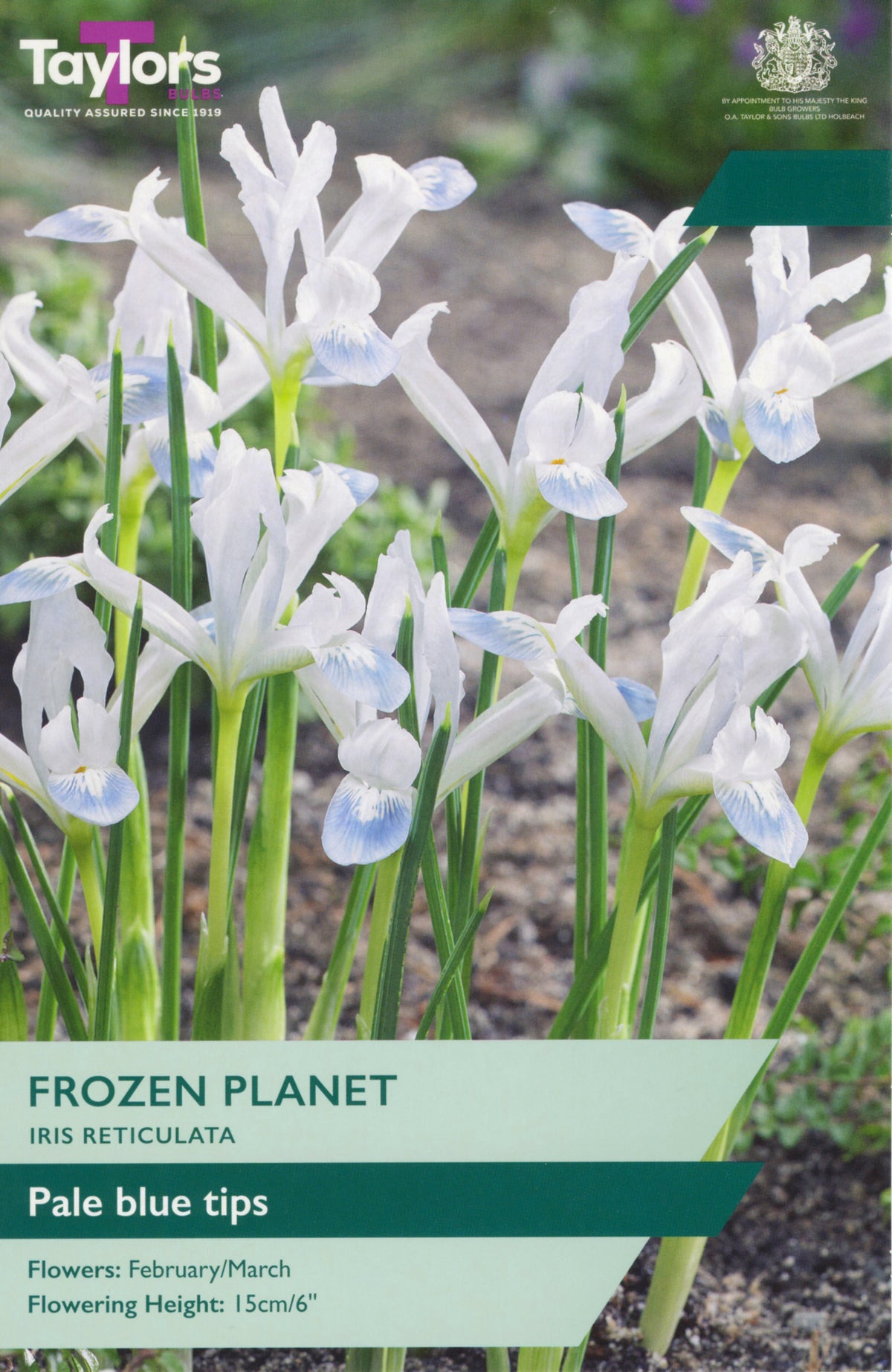 Taylor's Frozen Planet Iris reticulata seed packet with white flowers and green text.