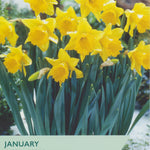 Narcissus ‘January