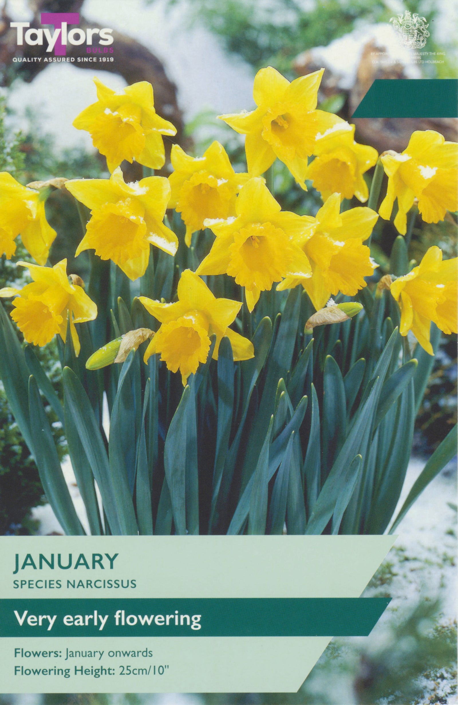 Narcissus ‘January