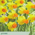 Narcissus ‘Jetfire’