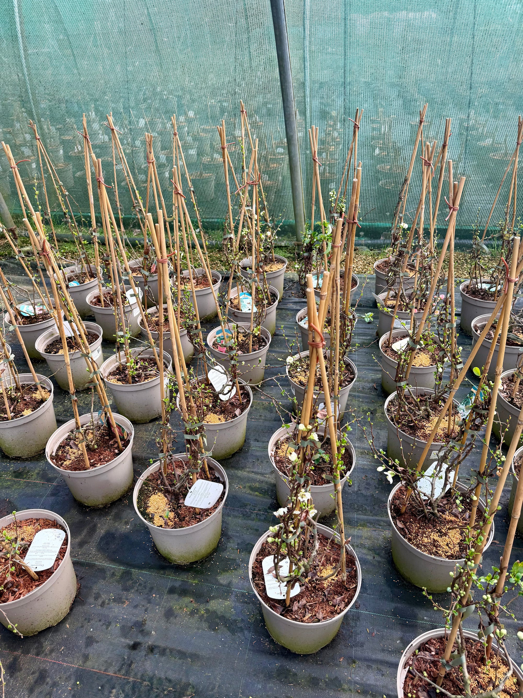 Row of potted plants with sticks in a greenhouse setting