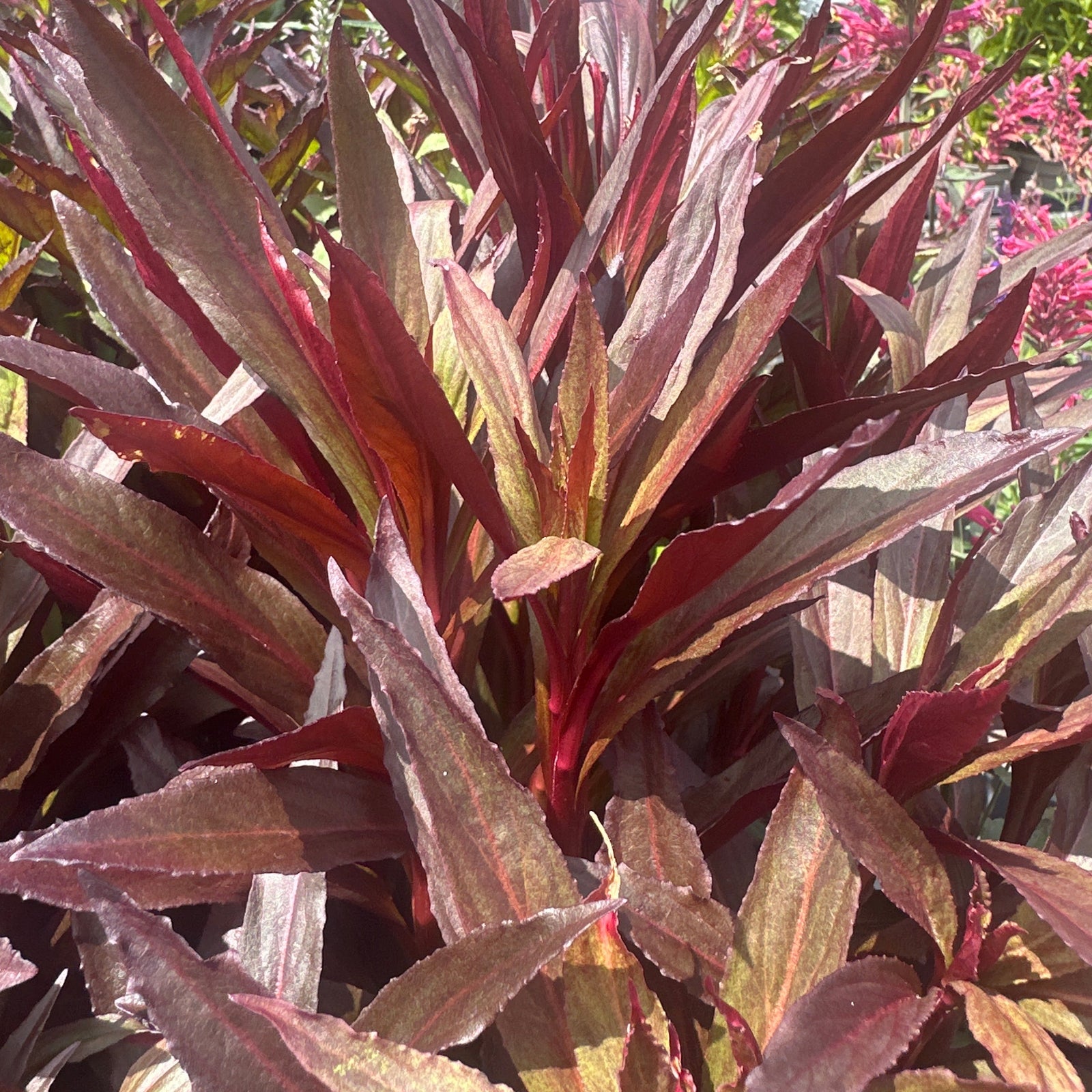 Close-up of a plant with red and green leaves,