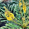 Mahonia 'Soft Caress'