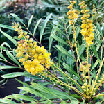 Mahonia 'Soft Caress'