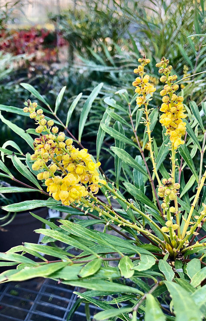 Mahonia 'Soft Caress'