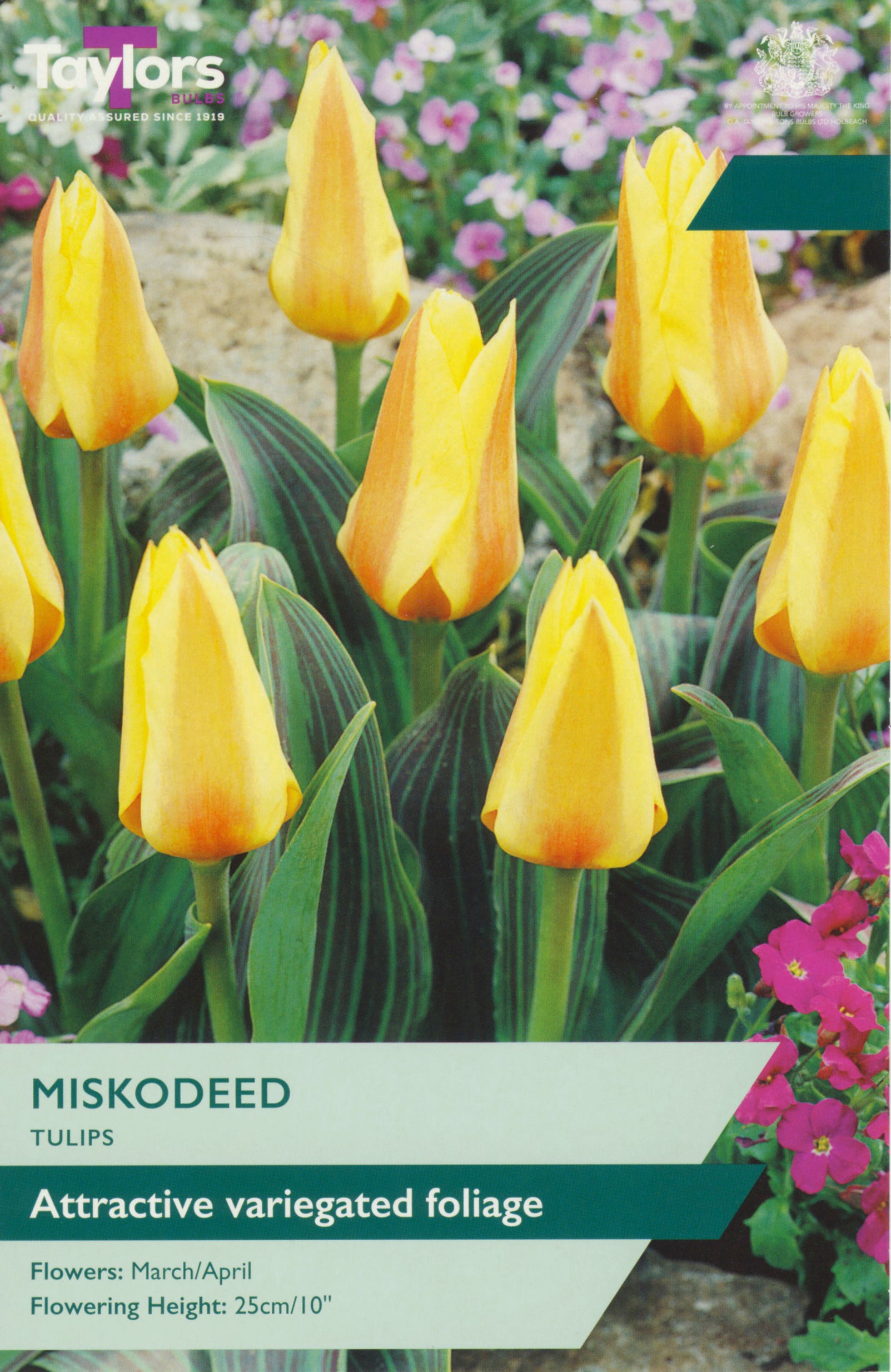 Tulip ‘Miskodeed’
