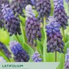 Grape hyacinth flowers with packaging label for Taylors Bulbs