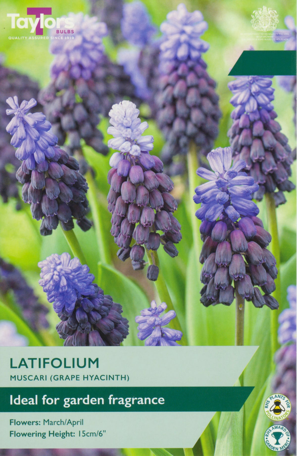 Grape hyacinth flowers with packaging label for Taylors Bulbs