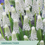Grape hyacinth flowers with a label for 'Siberian Tiger' variety from Taylors.