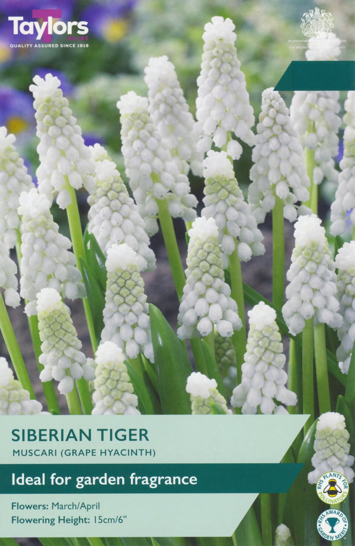 Grape hyacinth flowers with a label for 'Siberian Tiger' variety from Taylors.