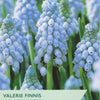 Muscari ‘Valerie Finnis’