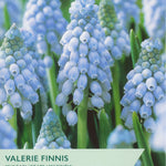 Muscari ‘Valerie Finnis’
