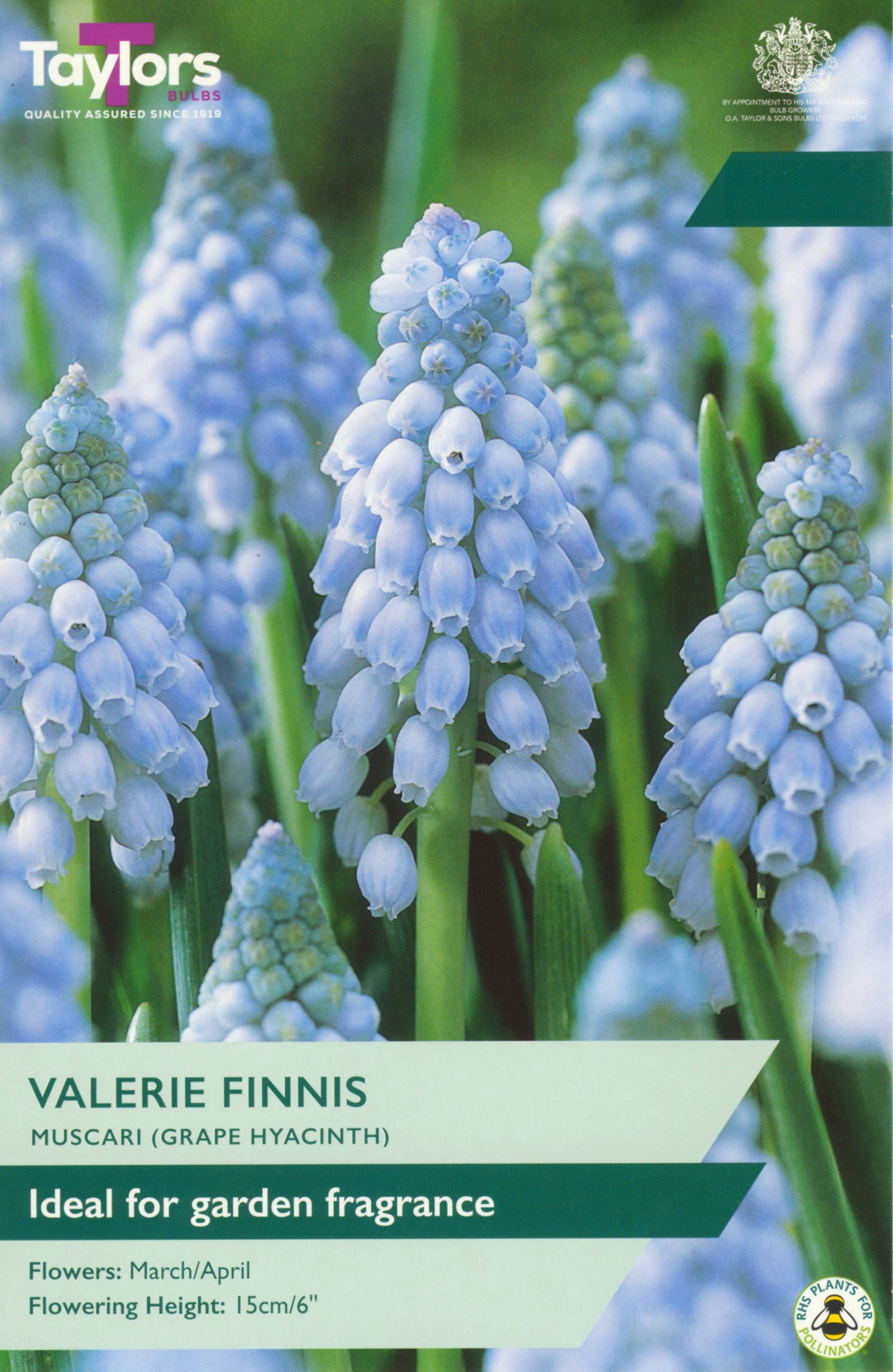 Muscari ‘Valerie Finnis’