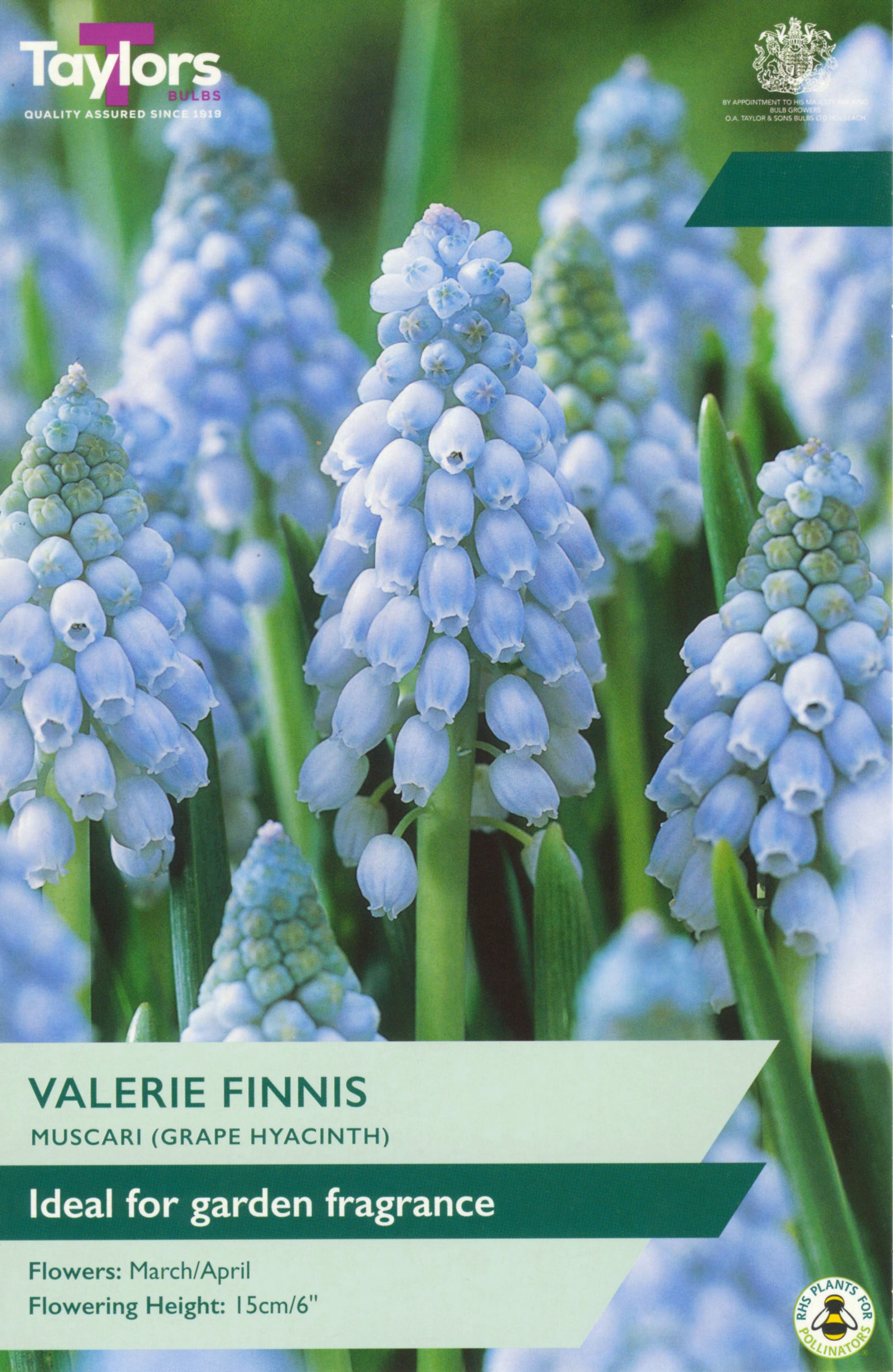 Muscari ‘Valerie Finnis’