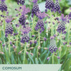 A plant label or packaging graphic for Taylor's Comosum (Muscar) unusual flowers, showing a close-up photo of purple grape hyacinth spikes with green foliage and text overlays.