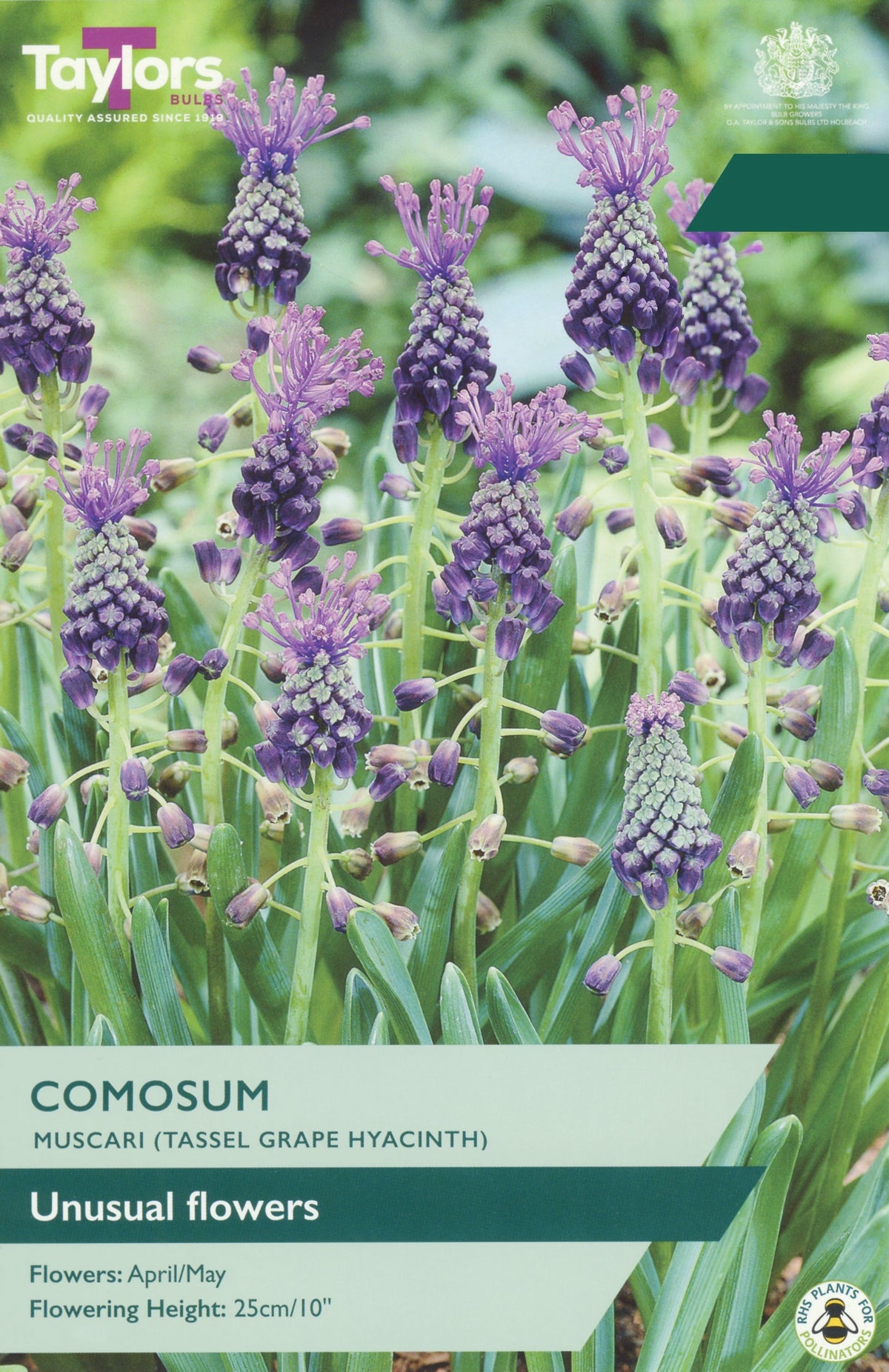 A plant label or packaging graphic for Taylor's Comosum (Muscar) unusual flowers, showing a close-up photo of purple grape hyacinth spikes with green foliage and text overlays.
