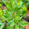 Myrica pensylvanica leaf