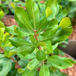 Myrica pensylvanica leaf