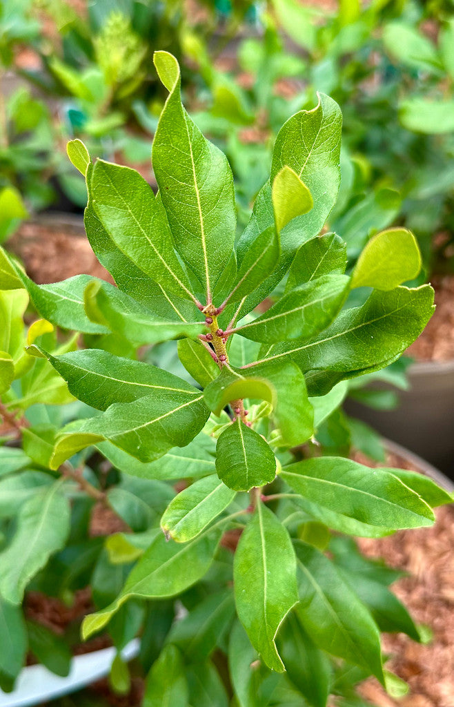 Myrica pensylvanica leaf