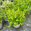 Myrtus communis