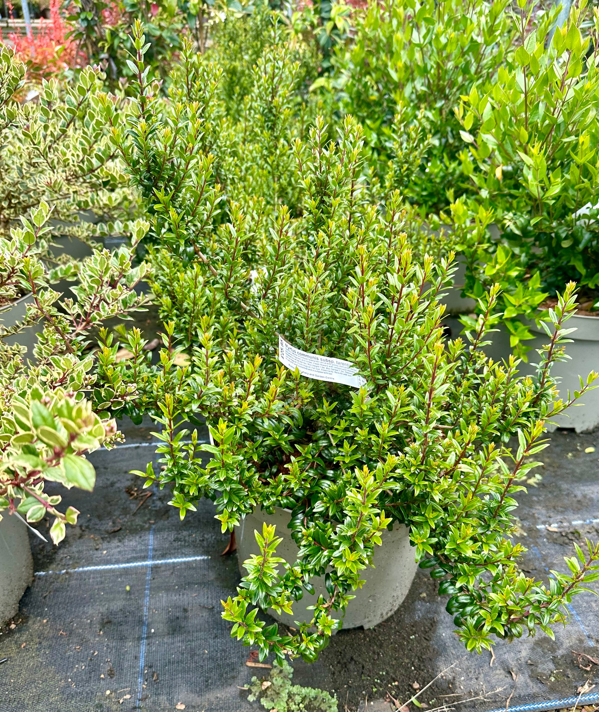 Myrtus communis subsp. tarentina