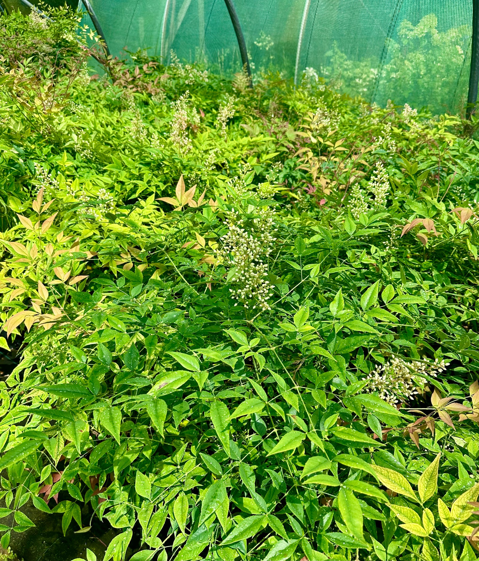 Nandina domestica