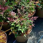 Nandina domestica 'Obsessed' - 10Litre