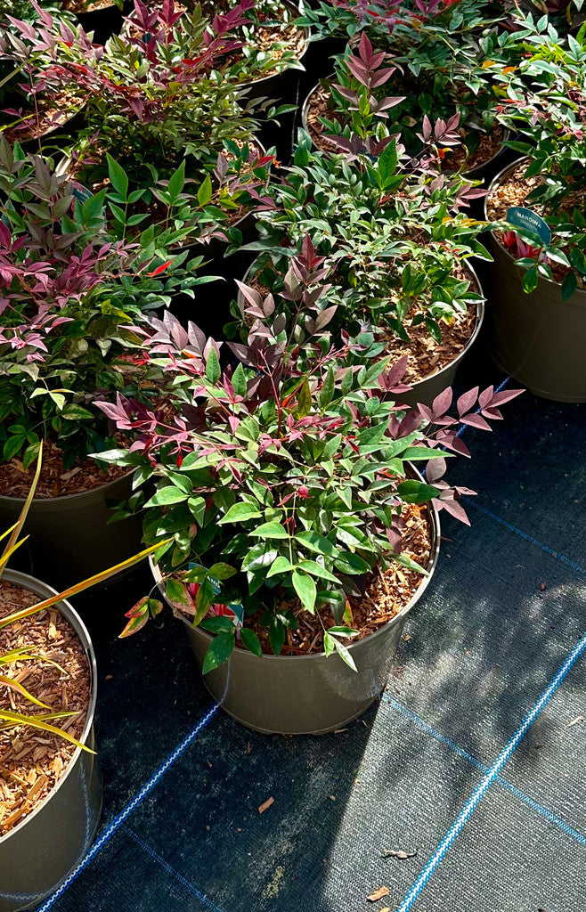 Nandina domestica 'Obsessed' - 10Litre