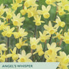 Narcissus ‘Angels Whisper’