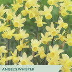 Narcissus ‘Angels Whisper’