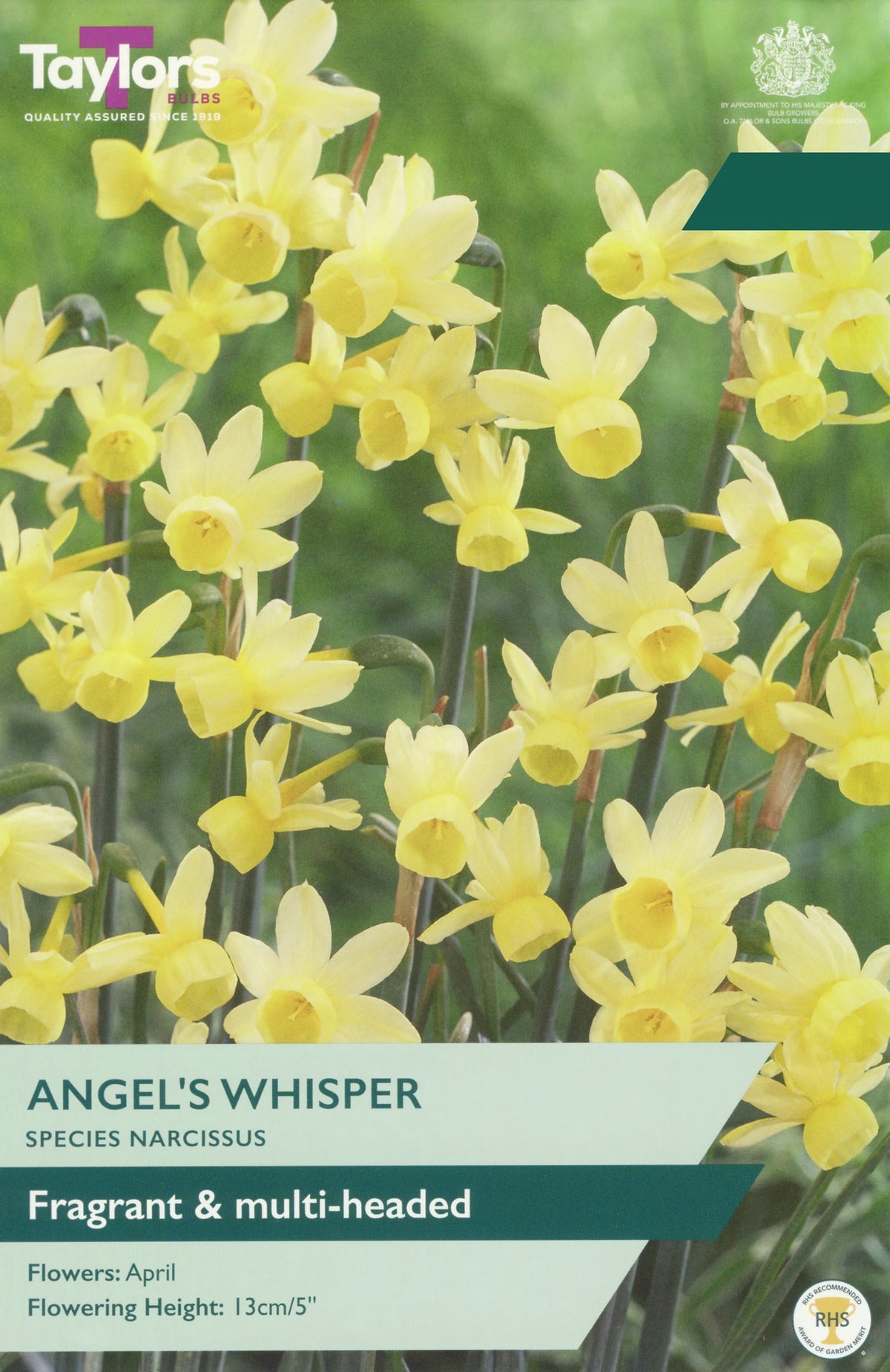 Narcissus ‘Angels Whisper’