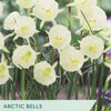 Narcissus ‘Arctic Bells’
